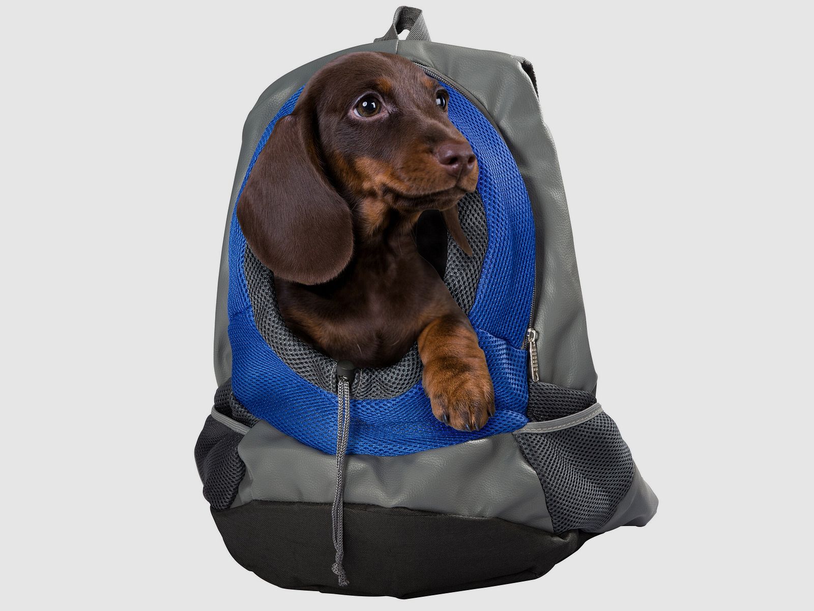 Backpack for Dogs, image 2 of 8