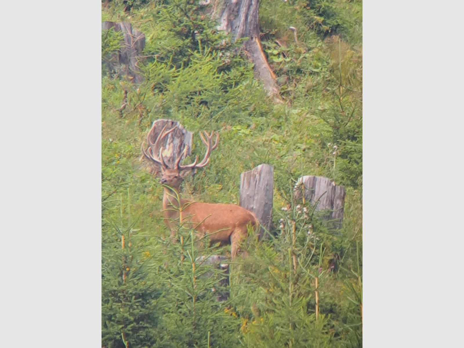 Swarovski Spektiv HD – Komplett-Set | Top-Zustand | 3.500 €