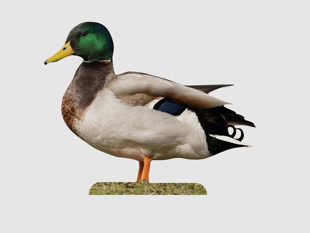 Tieraufsteller Stockente Erpel