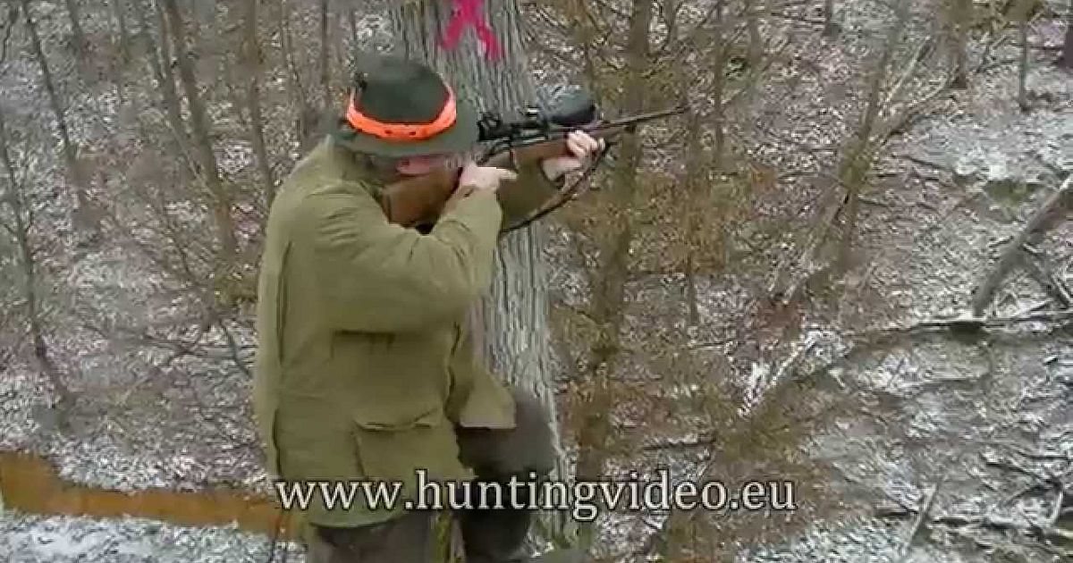 Wild Boar Driven Hunt In Hungary - Wild Boar Driven Hunt In Hungary