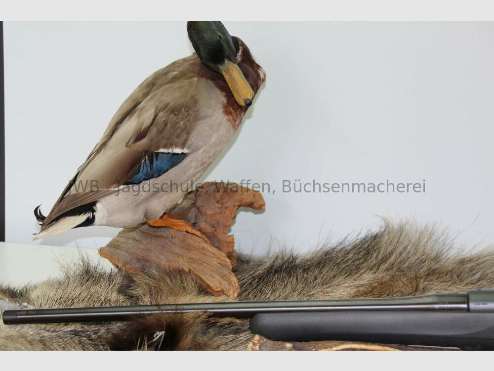 Mauser M18 Vorführwaffe ungeschossen und unmontiert mit Mündungsgewinde .30-06Spring