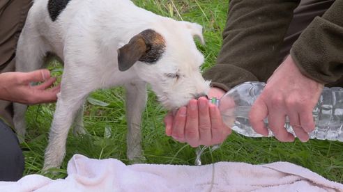 Erste Hilfe für den Jagdhund: Teil 3 - Schock und Hitzeschlag