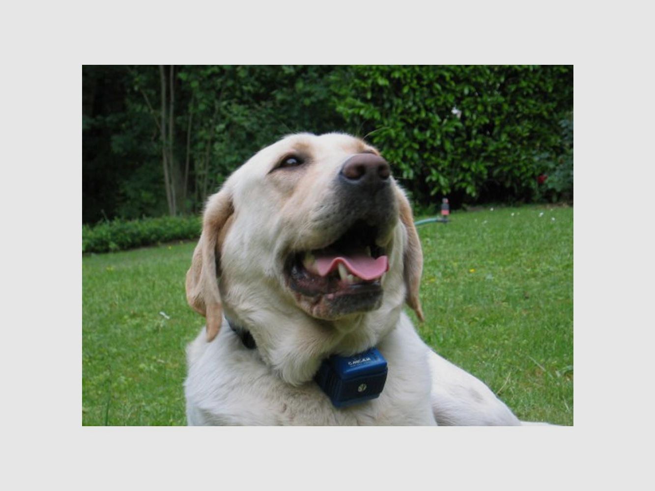 Collier Anti-Aboiement Num Axes Canicalm - Technologie Ultrason - Réglable et Étanche - Pour un Chien Calme et Équilibré, image 1 sur 3