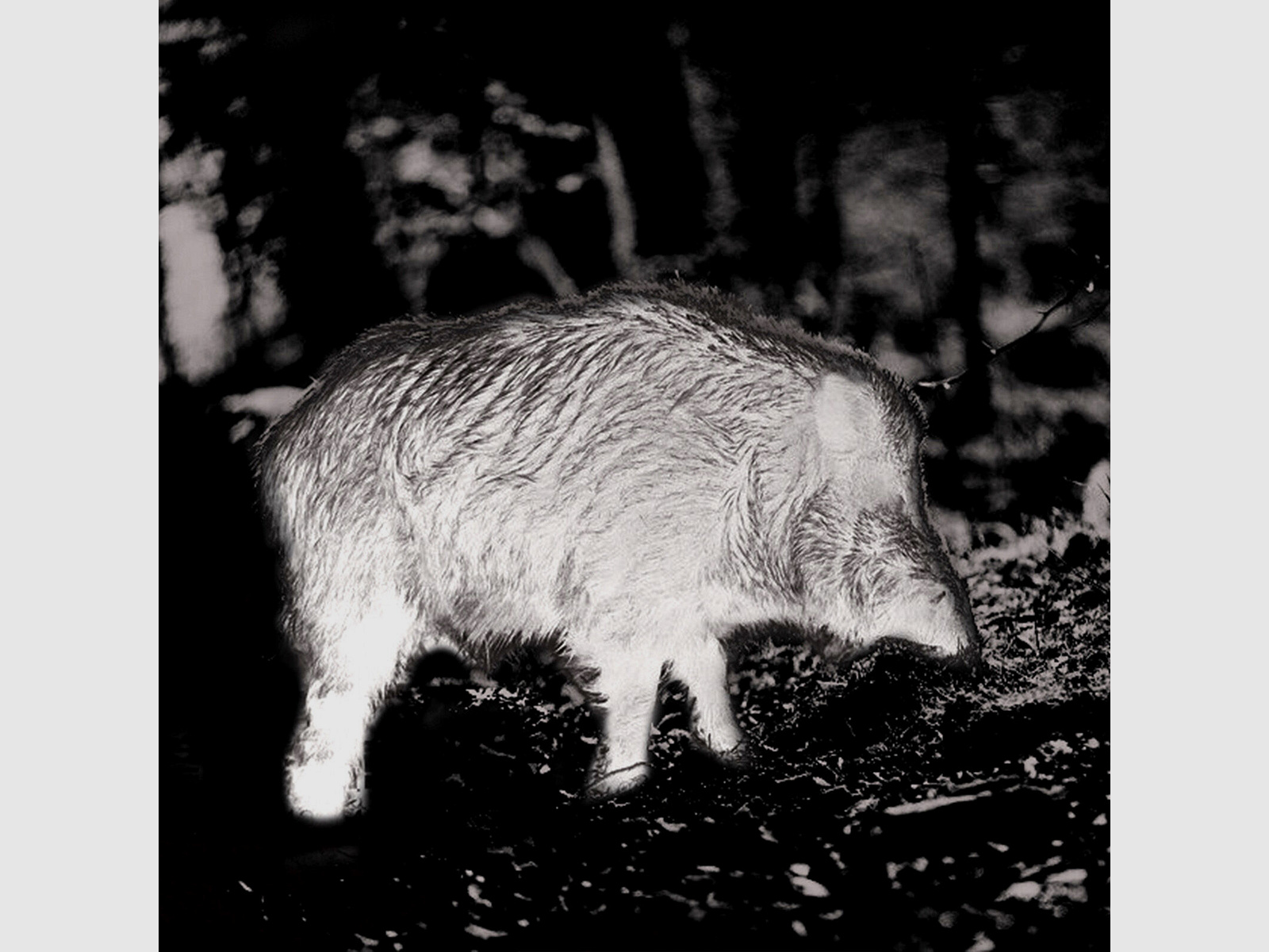 PARD PARD Predator 640 LRF warmtebeeld voorzetapparaat