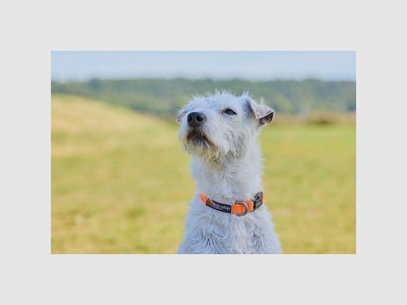 Non-stop dogwear Collar Tumble Hundehalsbånd Orange, XXS, billede 2 af 2