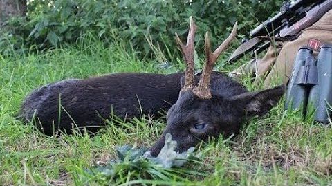 Jagd auf einen schwarzen Rehbock / hunting for a black roebuck - Hunter Brothers