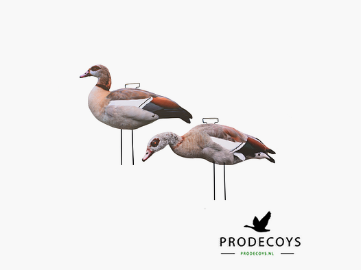 Prodecoys formes d’appel pour oie du Nil – 12 pièces