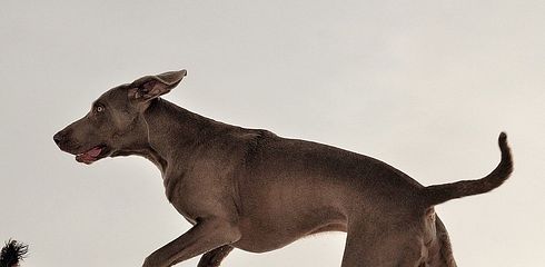 Which hunting dog is right for me?