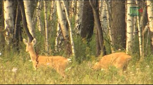 Jagd auf Sibirische Rehböcke in Kurgan