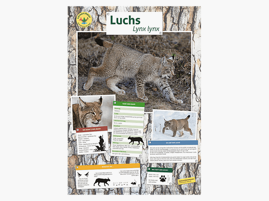 Luogo di apprendimento natura - Poster del lince