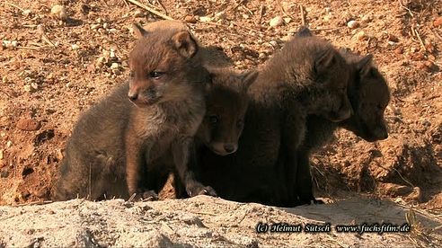 3 Wochen alte Fuchsbabys – Fox babies 3 weeks old