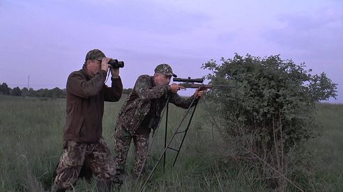 Sau und Rehbock auf der Abendpirsch erlegt! Stalking - wildboer and roebuck killed!