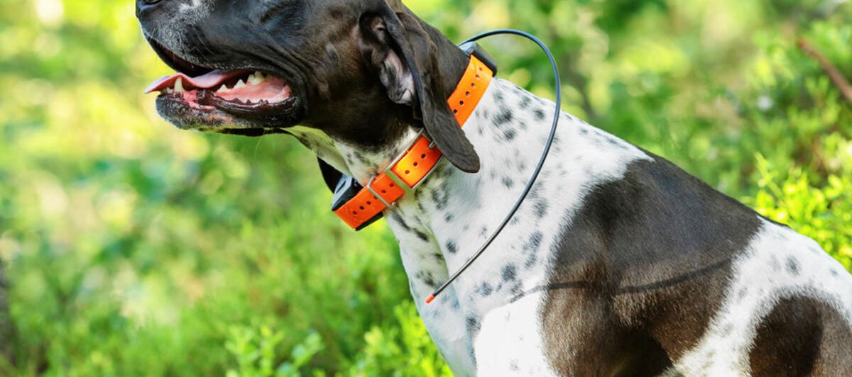 GPS für Hunde - ist das sinnvoll?