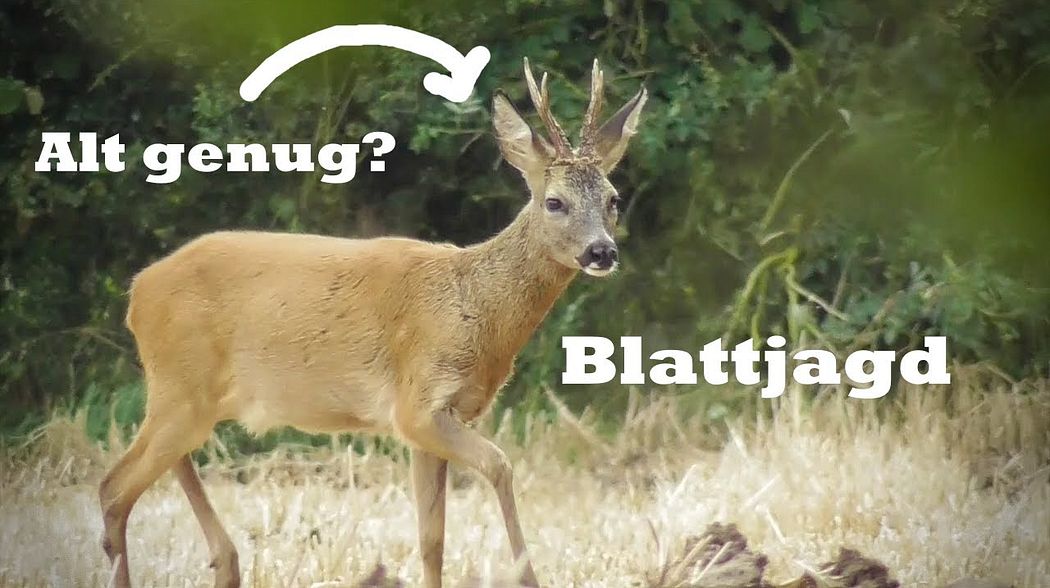 Blattjagd am 26.07.