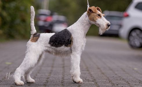 Breed Profile: Wire Fox Terrier