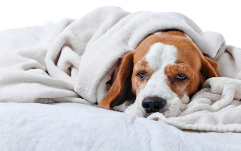 Dog Health Insurance - What to Consider
