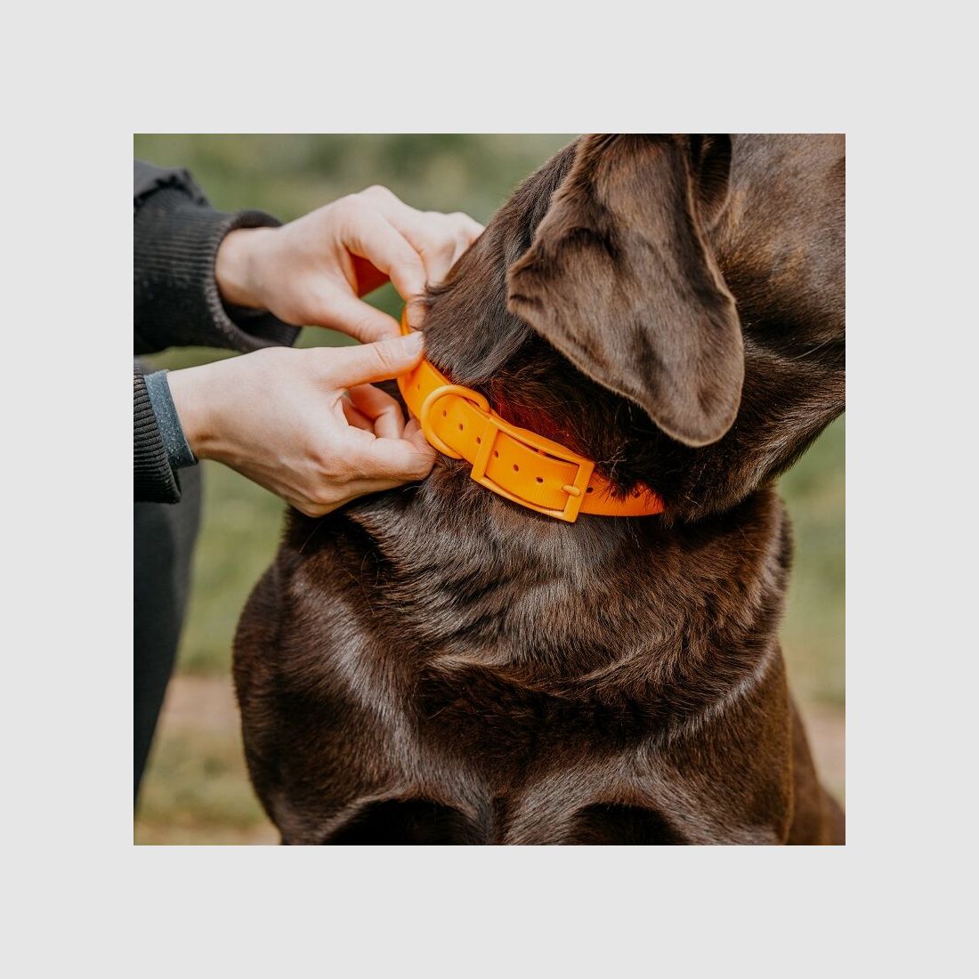 HP&G Dog Collar 19mm Orange