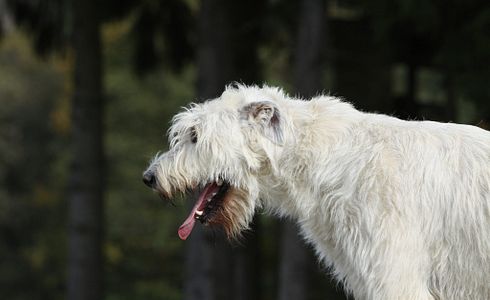 Mein Hund würgt - muss ich zum Tierarzt?