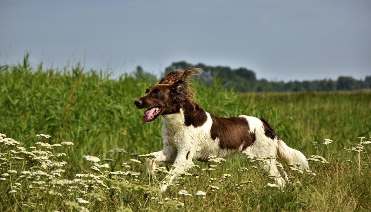 What insurance does my hunting dog need?