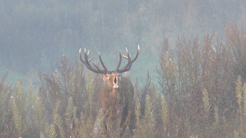 Hirschbrunft und interessante Hirsche in Masuren satt!