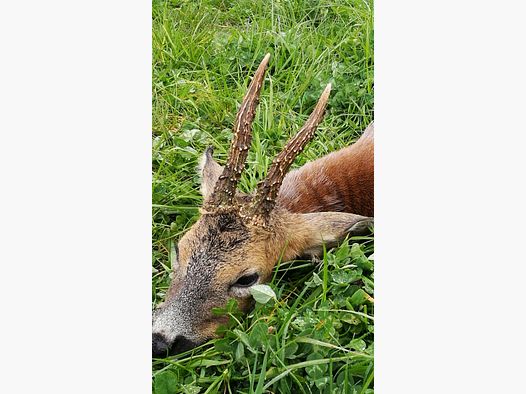 Drückjagd im Westerwald