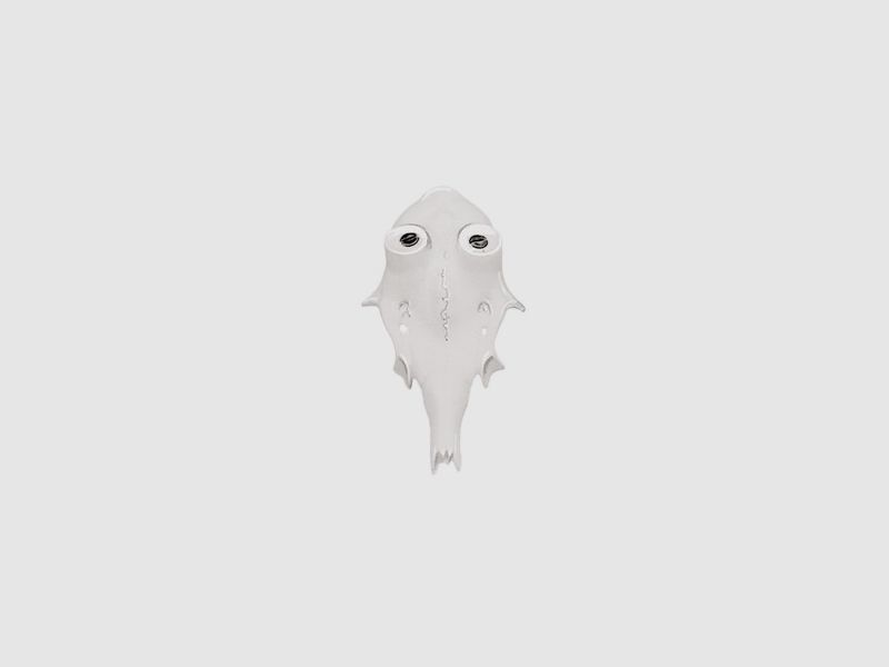 Roe deer skull E2 15mm -