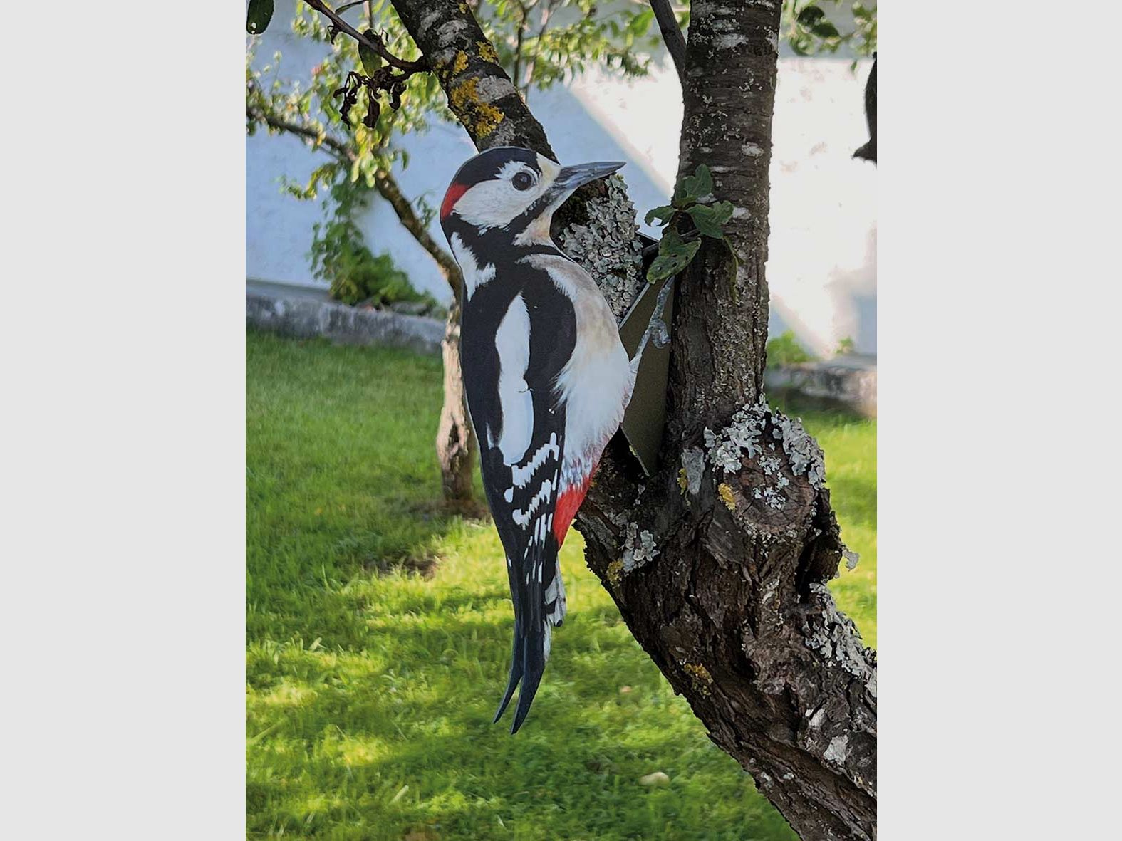 Buntspecht Attrappe
