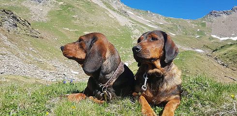 Rasseprofil: Alpenländische Dachsbracke