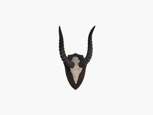 Puku-antilope Trofee
