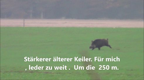 Drückjagd Sau  tot  Polovanie   Wildboar Hunting.