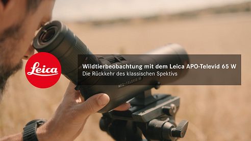 Wildtierbeobachtung mit dem Leica APO-Televid 65 W – Die Rückkehr des klassischen Spektivs