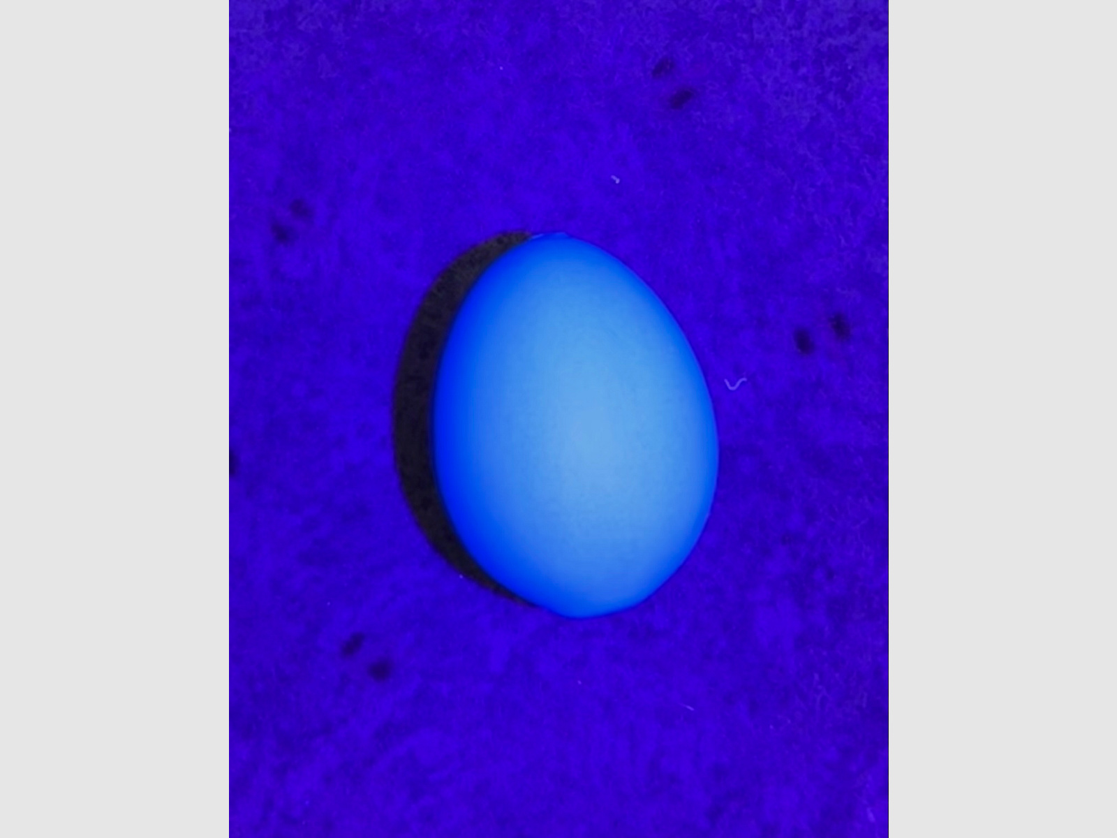 UV-blau fluoreszierendes Lockei Huhn