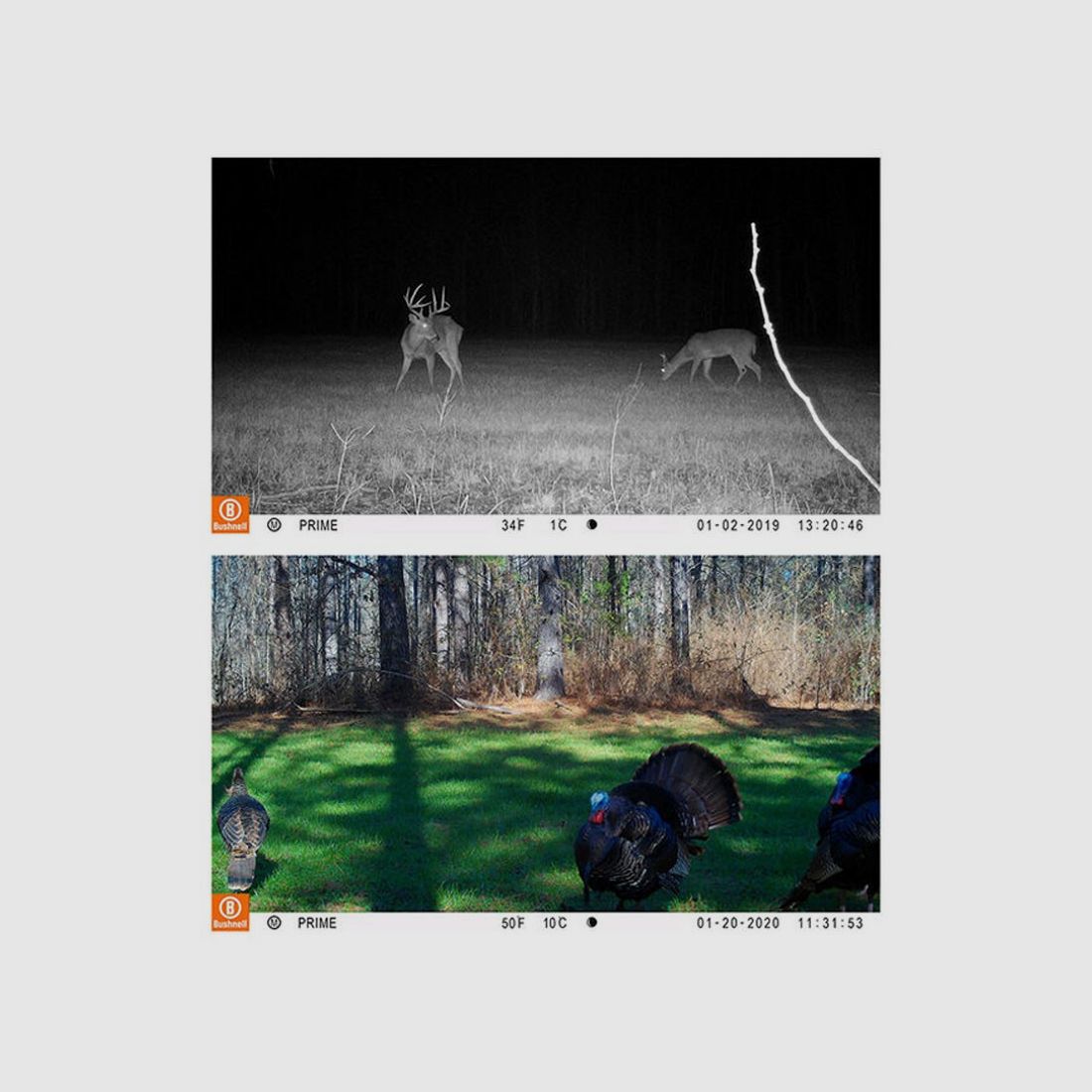 BUSHNELL Prime 24MP Low-Glow Kamera, Bild 6 von 7