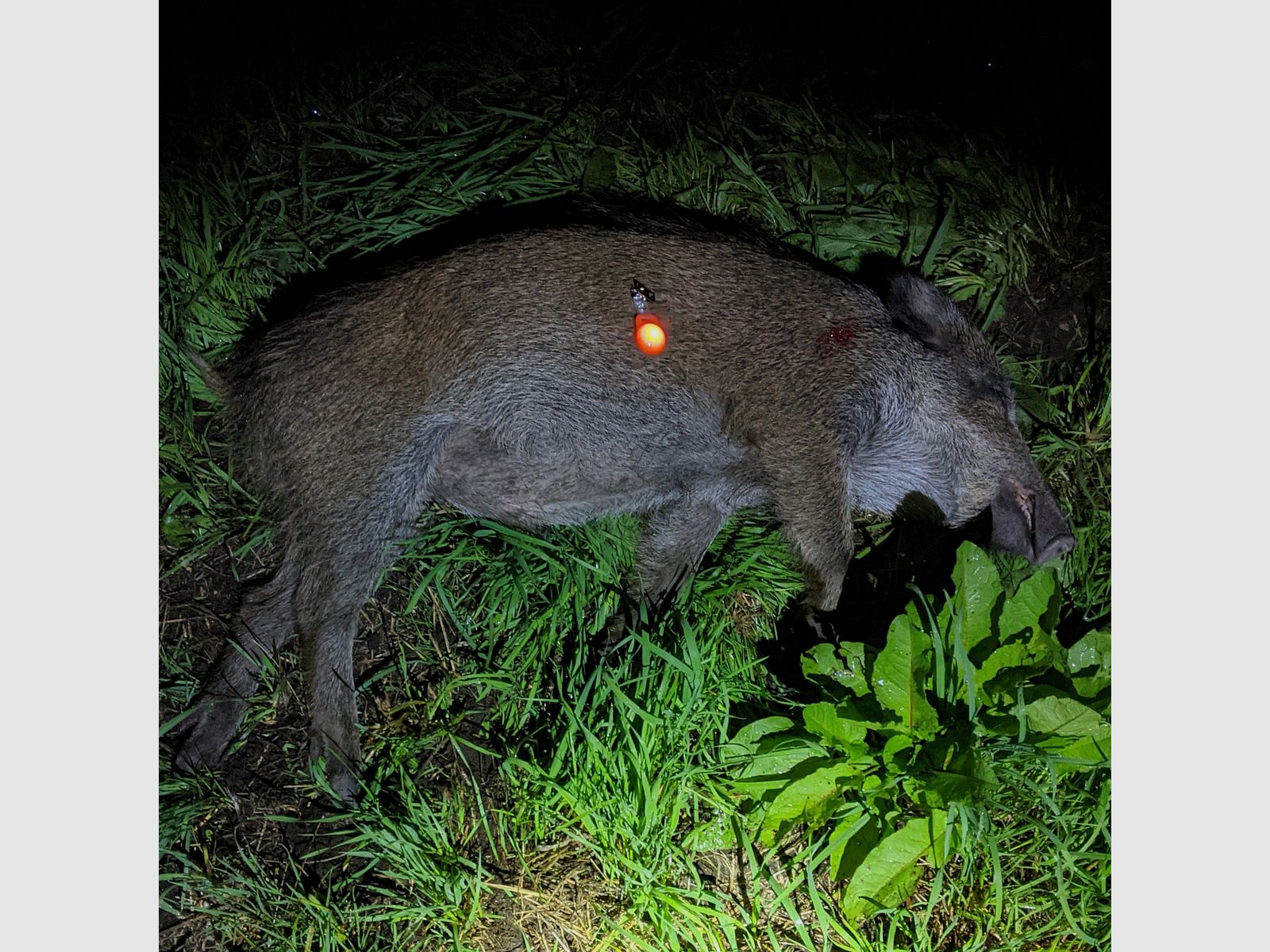 Für Nachtjagd: LED Blinklichter "Hänsel & Gretel" zum Markieren - 2er Set