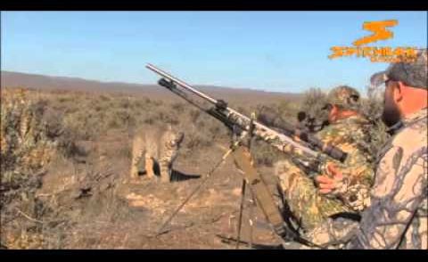 GATO MONTES | BOBCAT LYNX | LINCE A 2 METROS DE LOS CAZADORES!!!