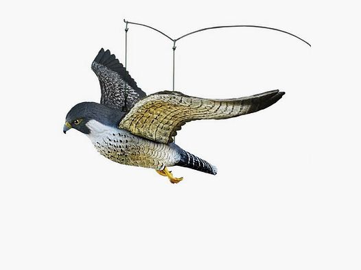 Fliegender Wanderfalke