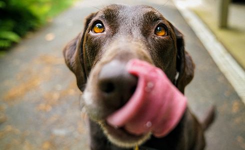 Hund hat Schokolade gegessen - was tun?