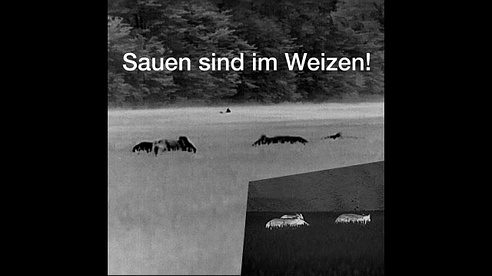 Weizenjagd auf Sauen 2018 Trailer