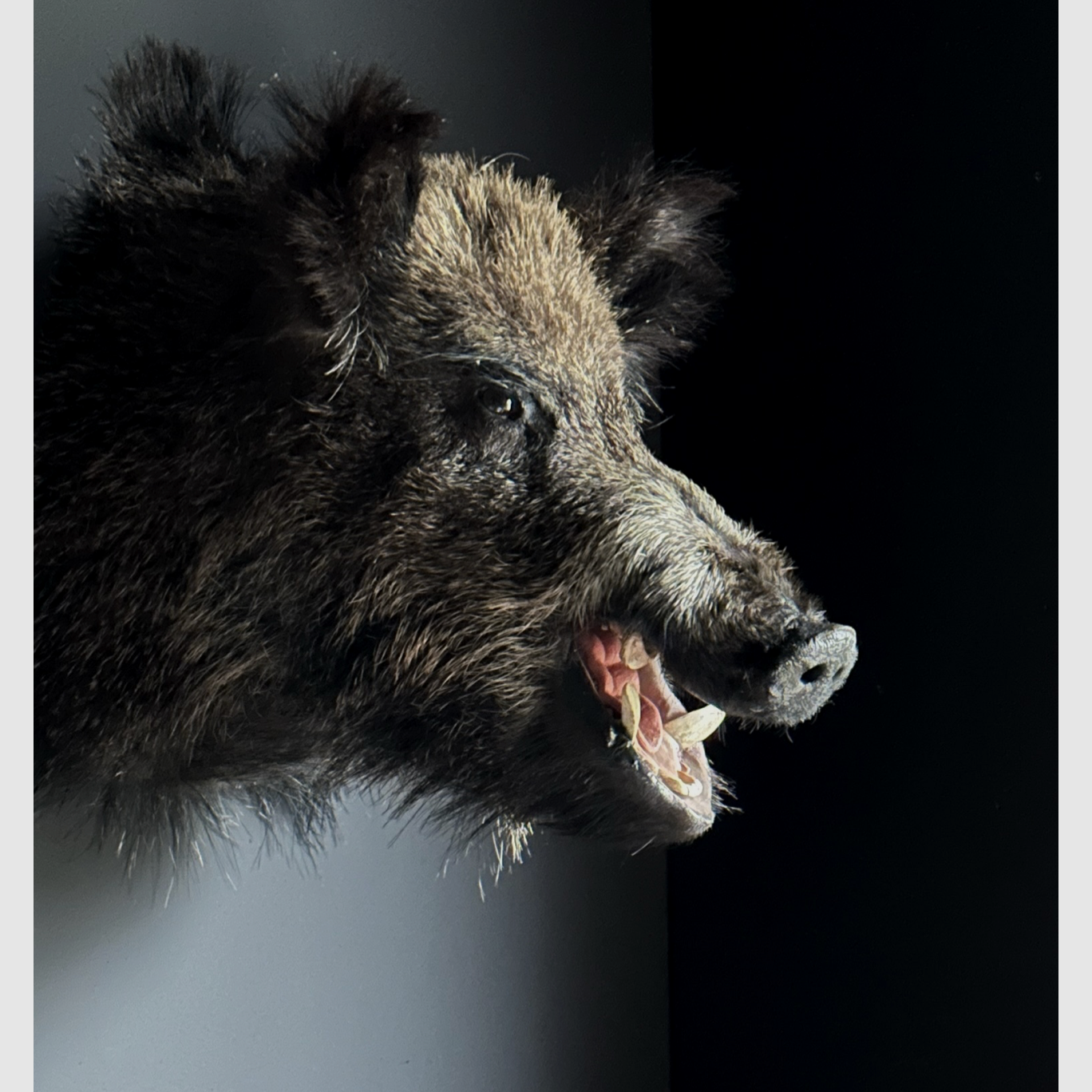 Wildschwein-Schulterpräparat, Bild 8 von 8