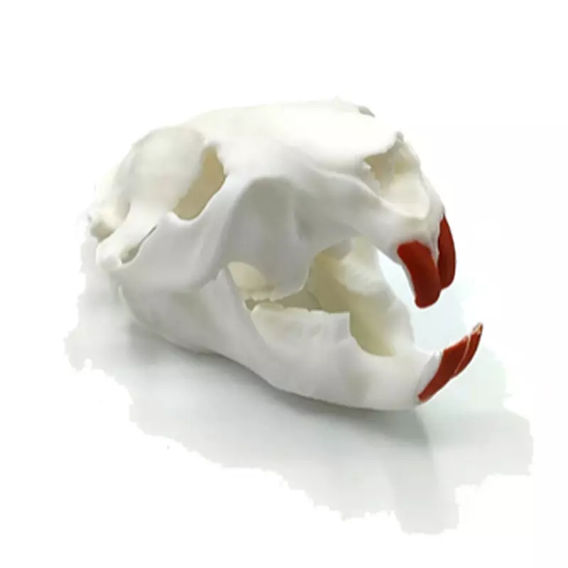 Réplique de crâne de castor (à taille réelle), image 2 sur 4