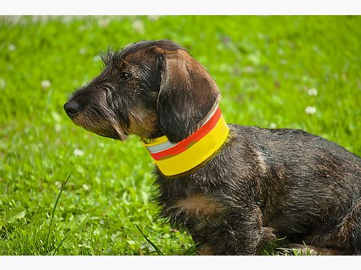 Collar de advertencia