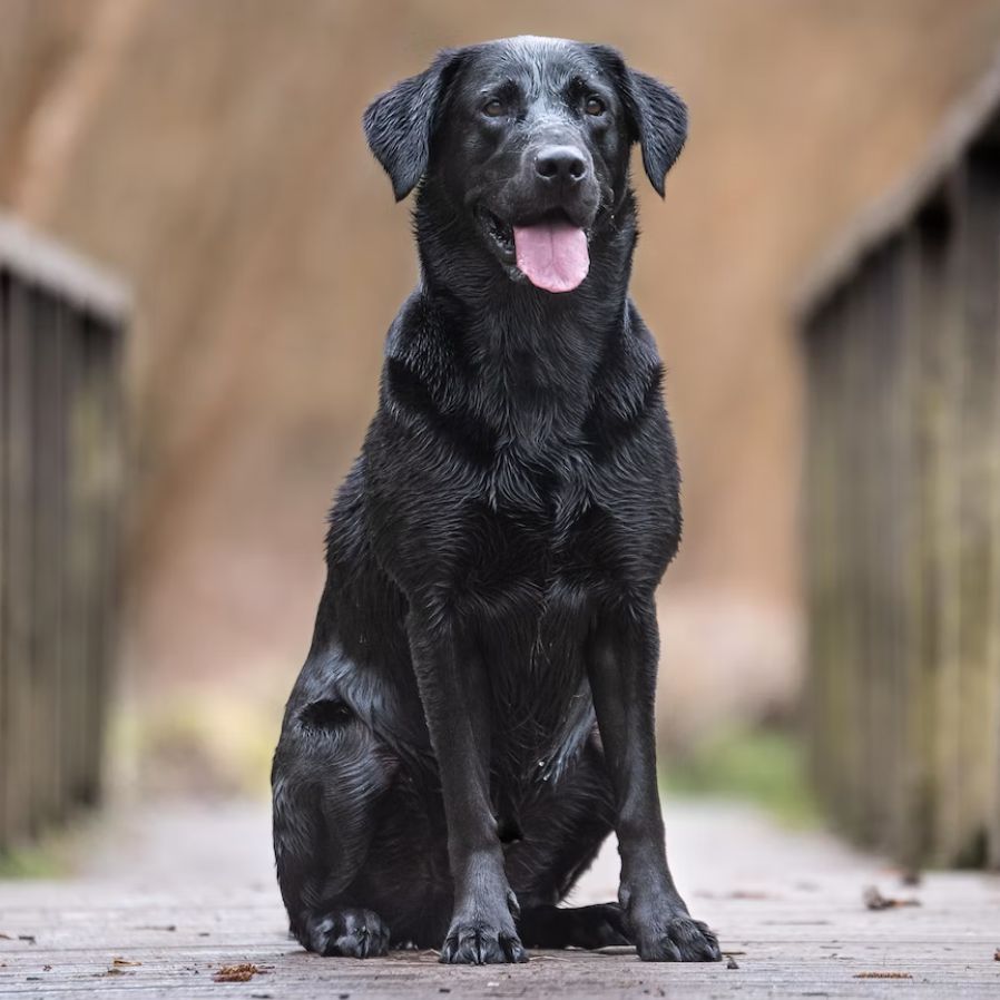 Labrador Retriever - ein toller Jagd- und Familienhund