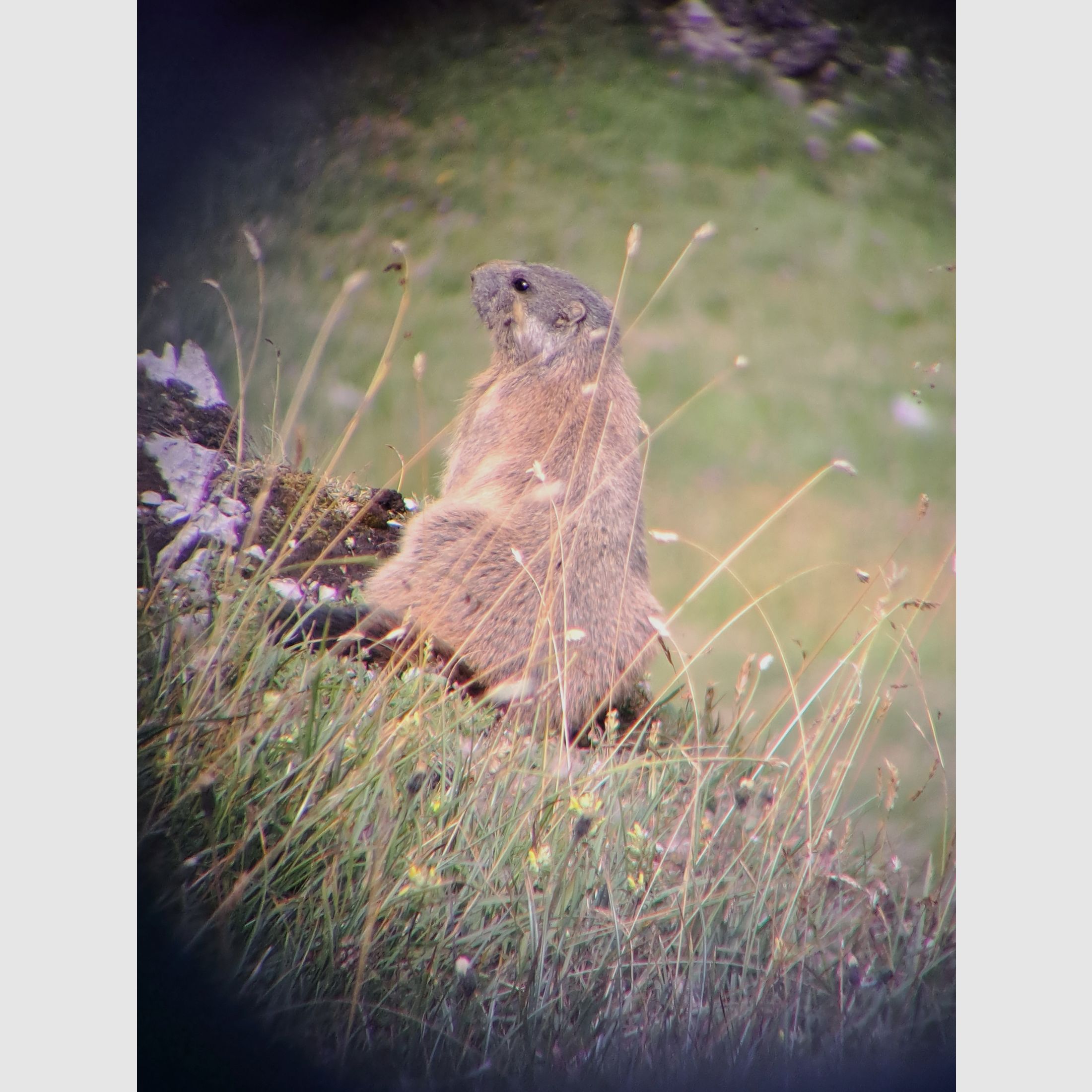 Swarovski Spektiv HD – Komplett-Set | Top-Zustand | 3.800 €