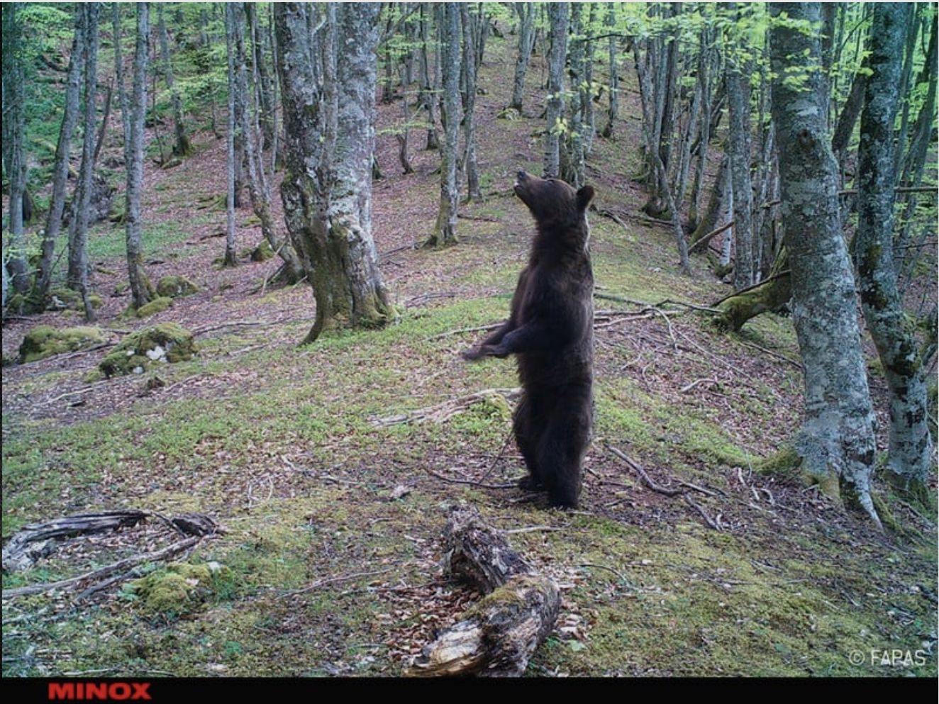 Minox 80406283 DTC 1200 4G Wildkamera Beobachtungskamera Fotofalle