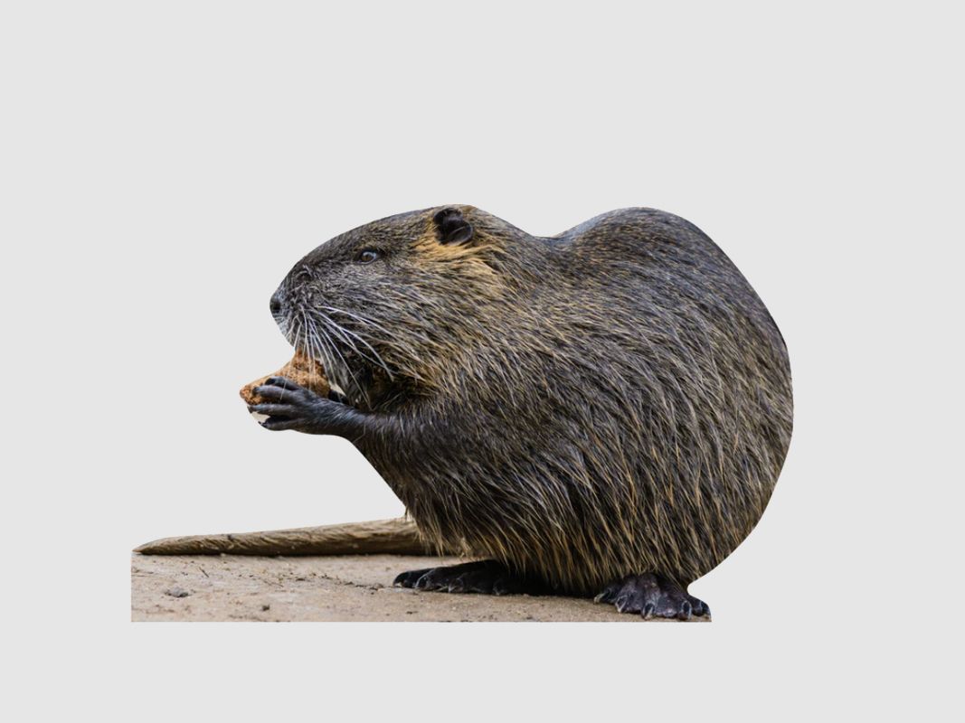 Animal stand nutria