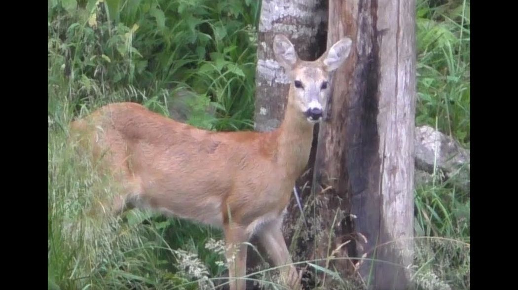 Bockjagd im Gebirge 4K