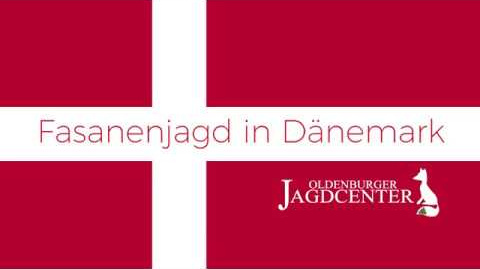 Fasanenjagd in Dänemark - Oldenburger Jagdcenter