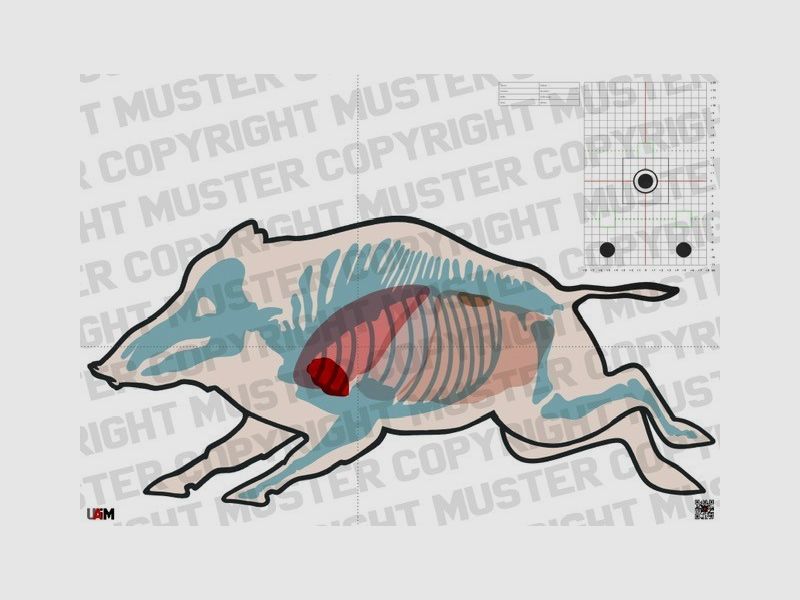Boar Anatomy Target "Boar fleeing" DIN A1 Detailed target for ...