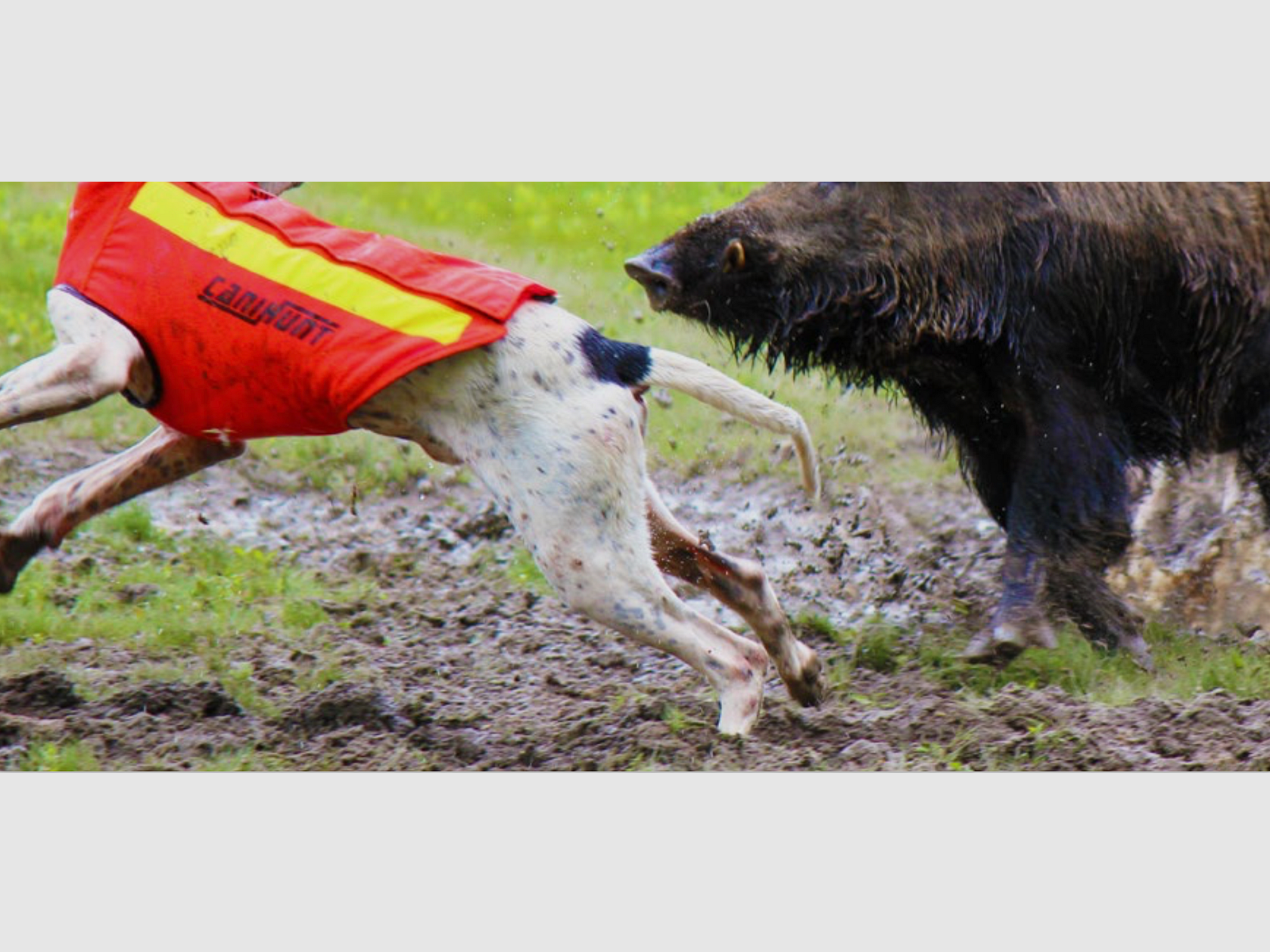 Protect dog ARMOR® V2, image 13 sur 14