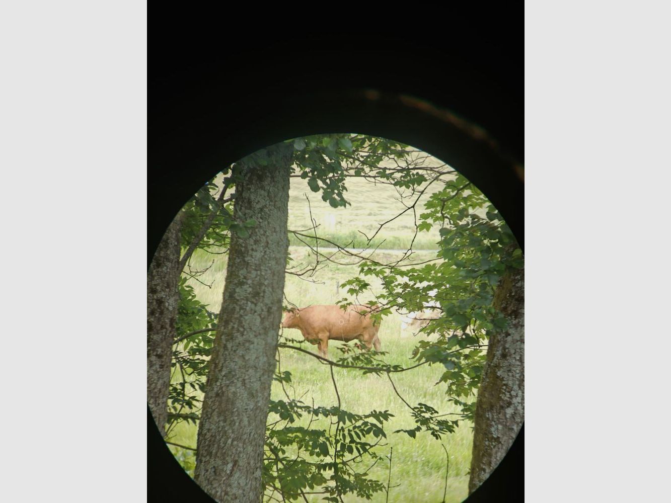 Leica Geovid 8x56